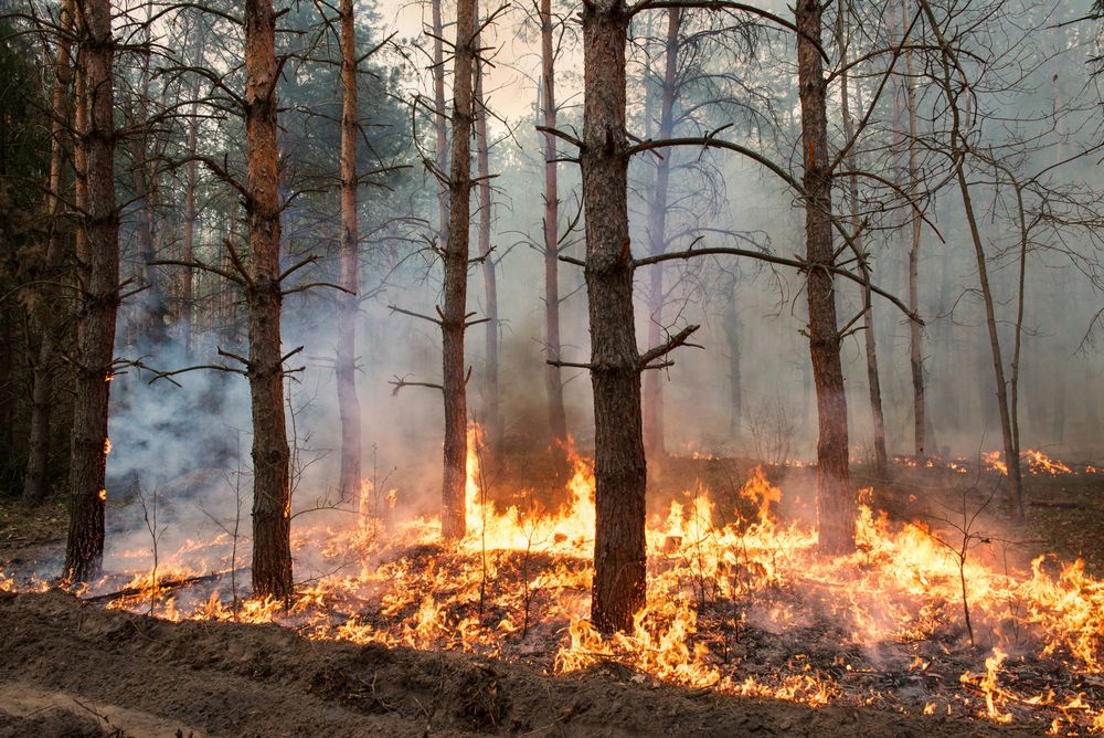 That night, a forest flew: DroneSeed is planting trees from the air