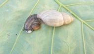 M3, World’s Smallest Computer Helps Scientists Find Out How a Native Tree Snail Species Survived From Predators