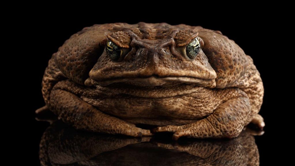 Cannibal cane toads lead the week's science news, because of course they would