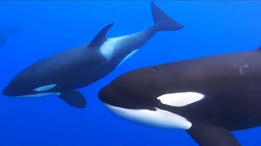 Did notoriously aggressive orcas just save a humpback whale from certain death?