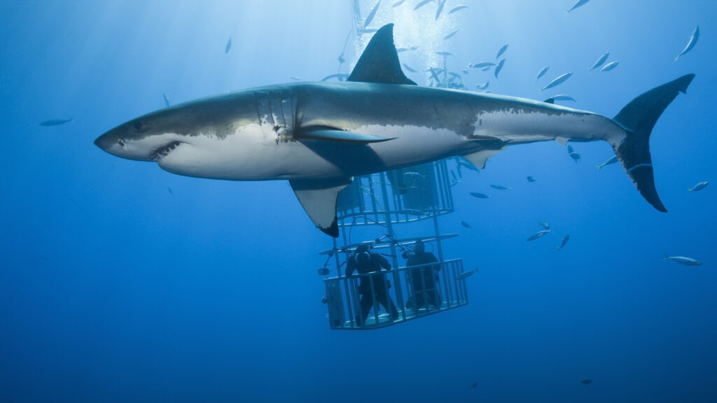 How to watch Shark Week online: stream on Discovery Plus from anywhere now