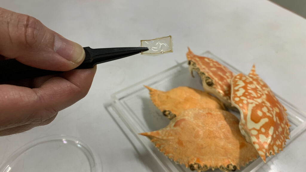 Shells of dead crabs could be used to make cheaper optical components