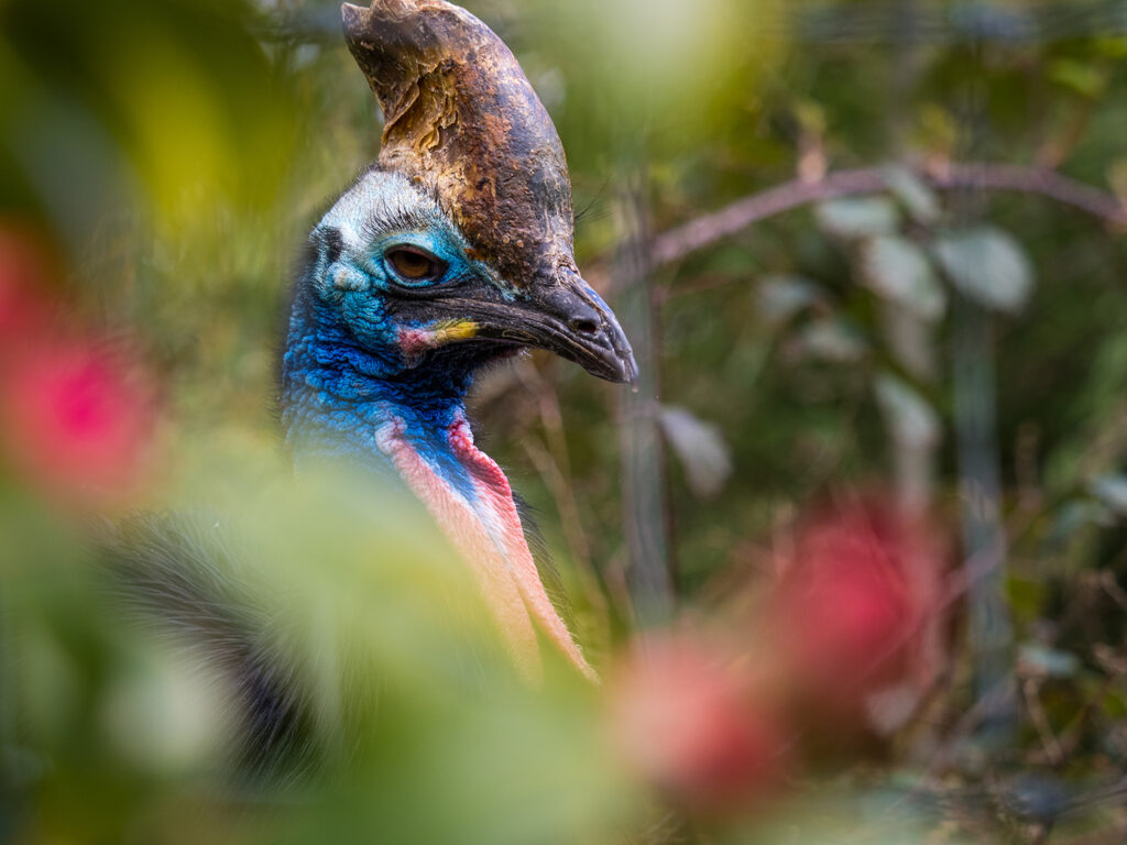 How to take safari-like natural wildlife photos at the zoo