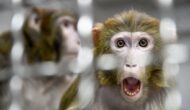 China Completes World’s First Brain-Computer Interface Experiment on Monkey!