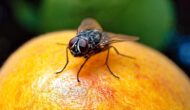 New AI Tool MAFDA Tracks, Identities Fruit Fly Behavior